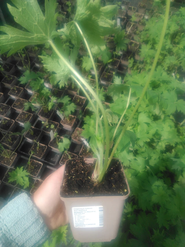 Ritarinkannus Benary’s Pacific Astolat - 2024