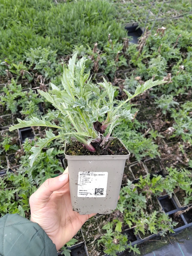 Sinipallo-ohdake Star Frost - 21. 4. 2026