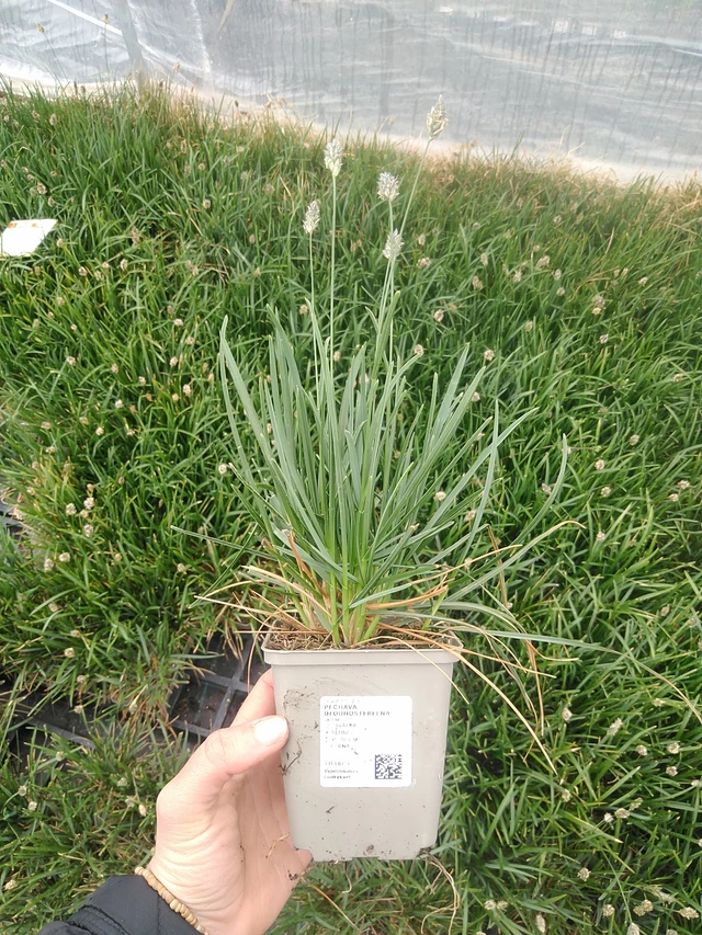 Unkarinlupaheinä - 20. 4. 2026