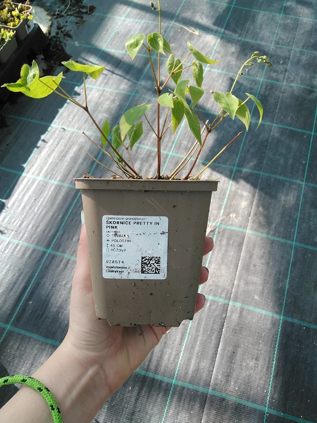 Epimedium Pretty in Pink - 7. 4. 2026