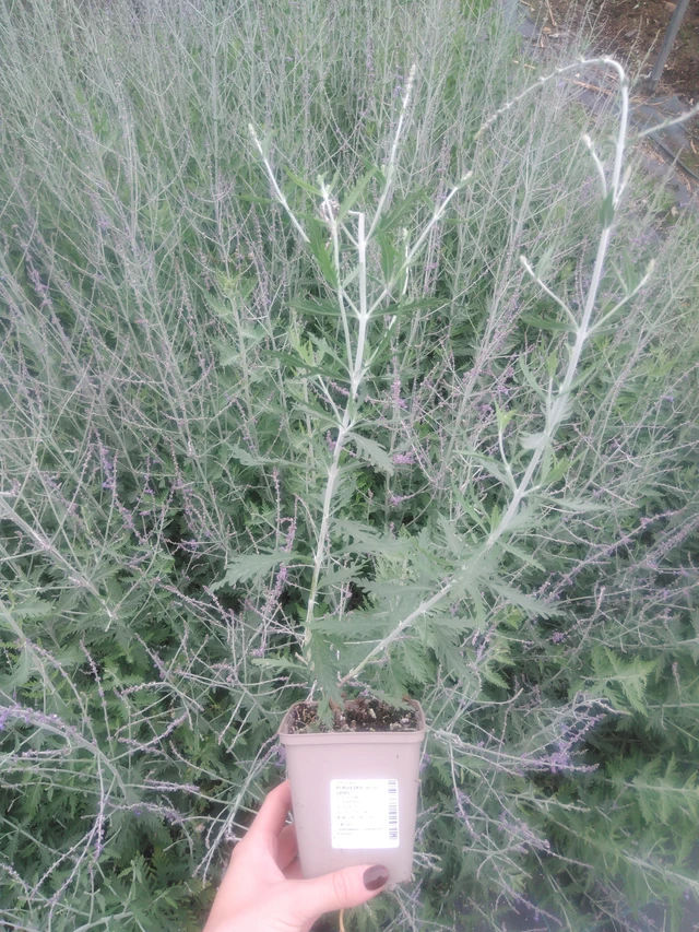 Pioska Blue Spire - 2024