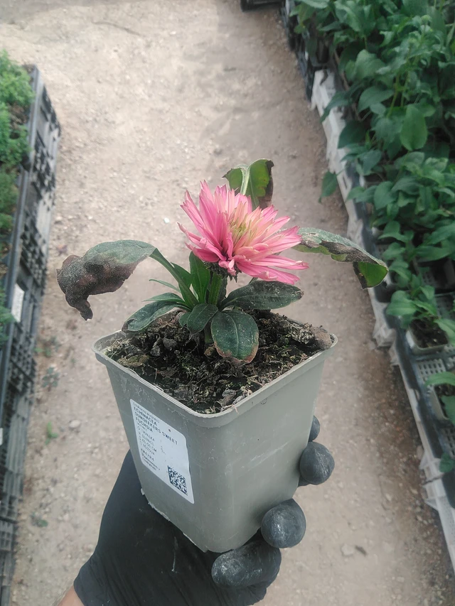 Echinacea SunSeekers Sweet Fuchsia - 10. 9. 2025