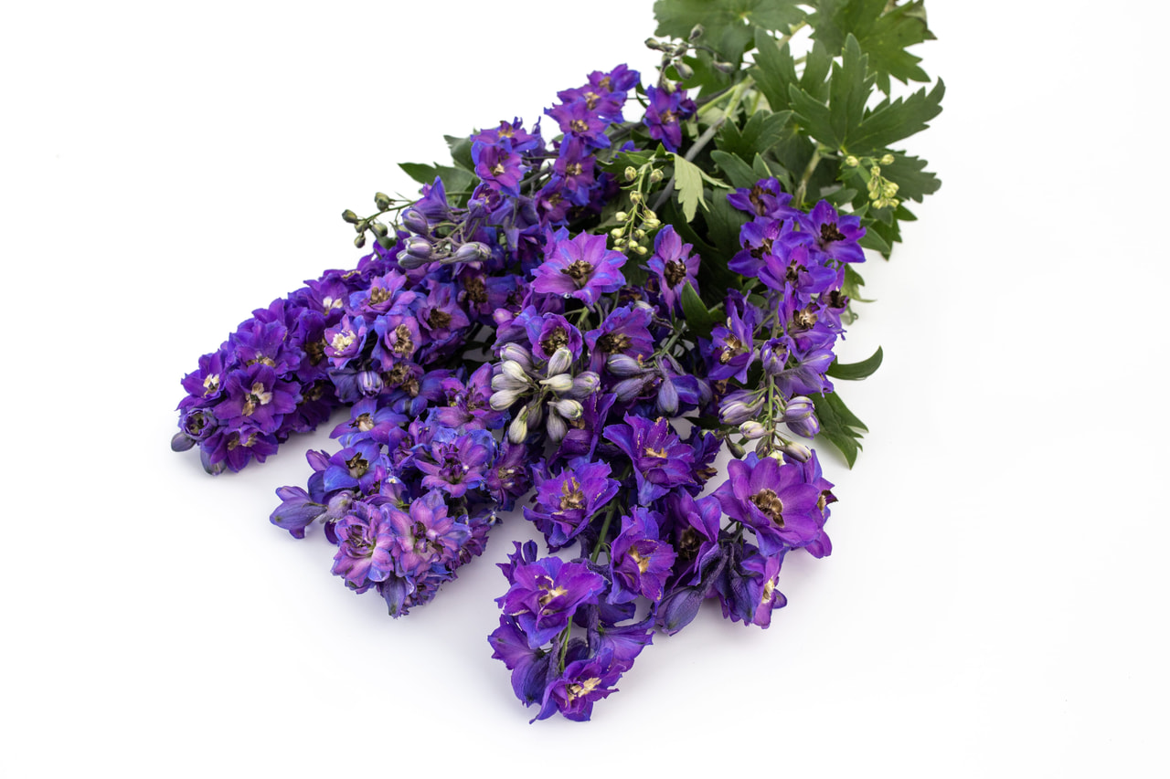 Espuela de caballero Magic Fountains Dark Blue (Dark Bee), Loukykvět