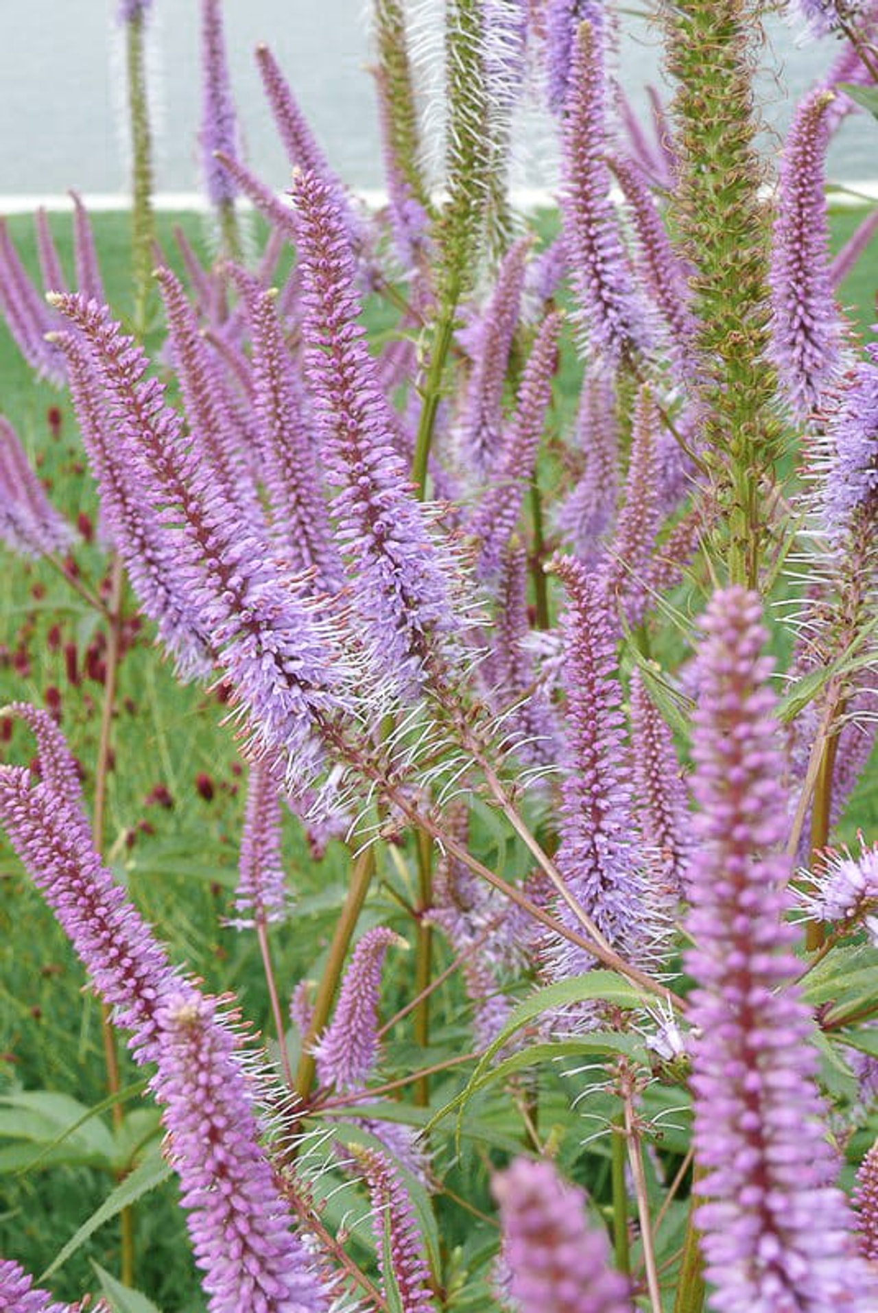 Tädykearvio Pink Glow, Loukykvět