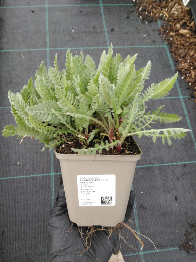 Siankärsämö Parkers Varietät - 1. 4. 2026