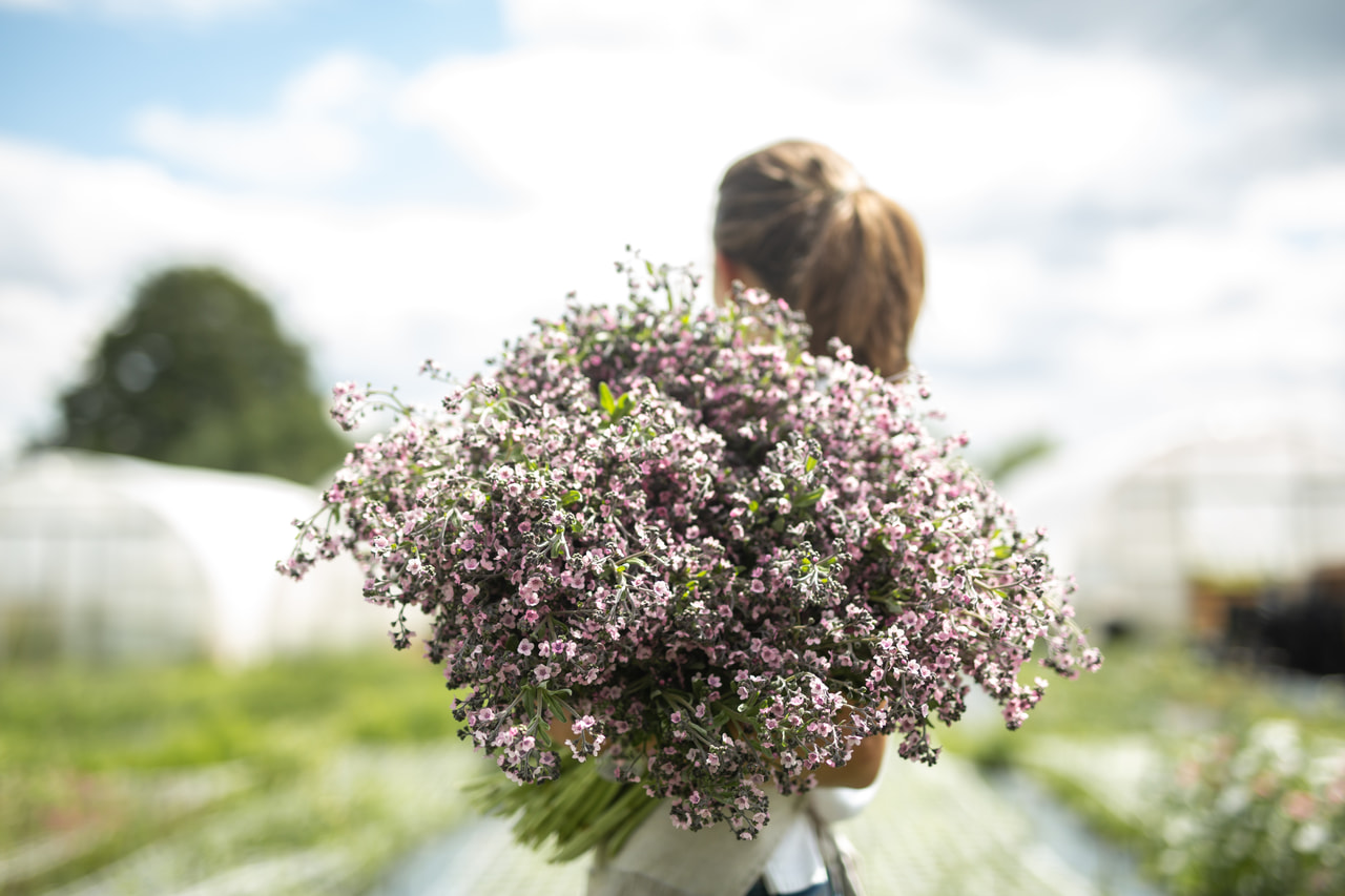Hondstong Mystery Rose, Loukykvět