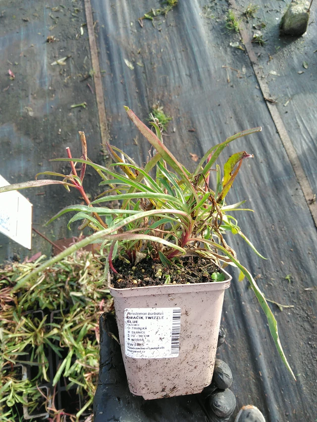 Partapipo Twizzle Blue - 31. 10. 2025