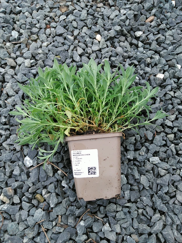 Kohokki Weißkehlchen - 10. 9. 2025