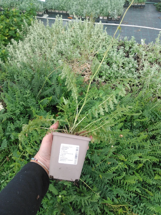 Reina de los prados - 2024