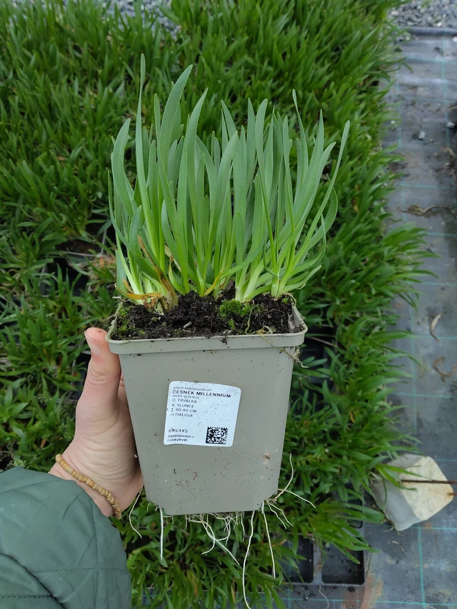 Allium Millennium - 21. 4. 2026