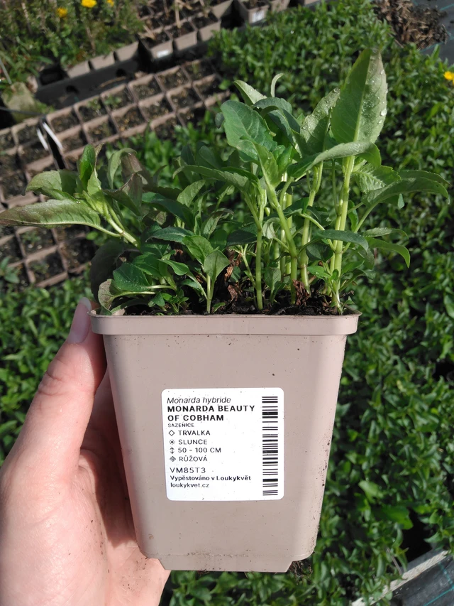 Väriminttu Beauty of Cobham - 2024