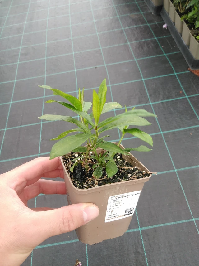 Kiiltoleimu Duchess of York - 22. 7. 2025