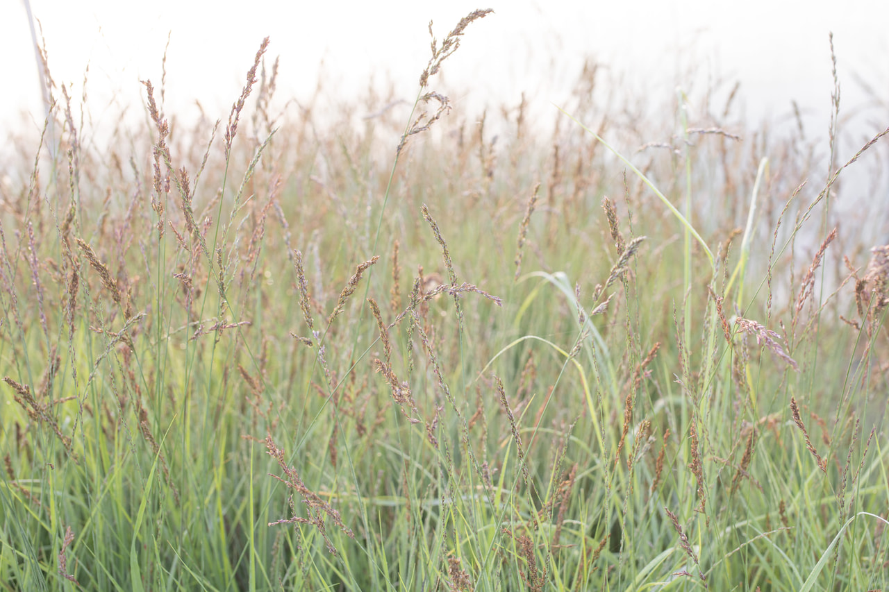 Siniheinä Heidezwerg, Loukykvět