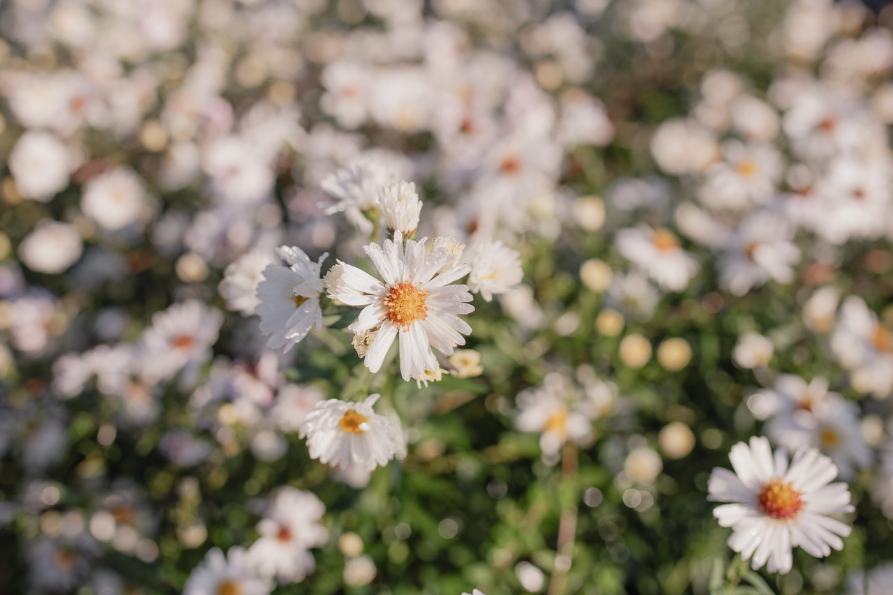 Syysasteri White Ladies, Loukykvět