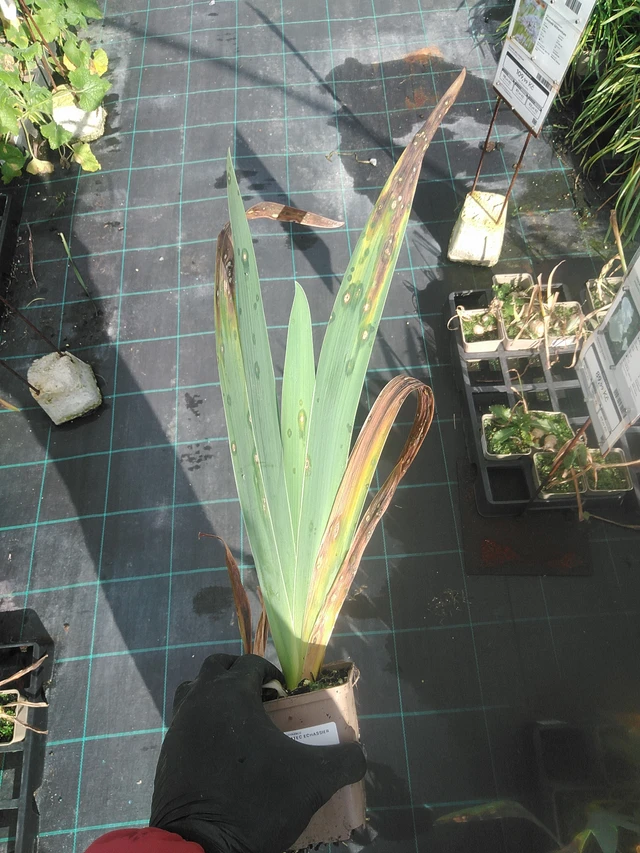 Kurjenmiekka Echassier - 13. 10. 2025