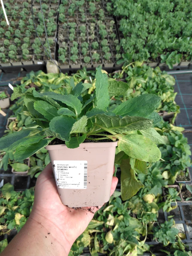 Verbascum White Domino - 2024