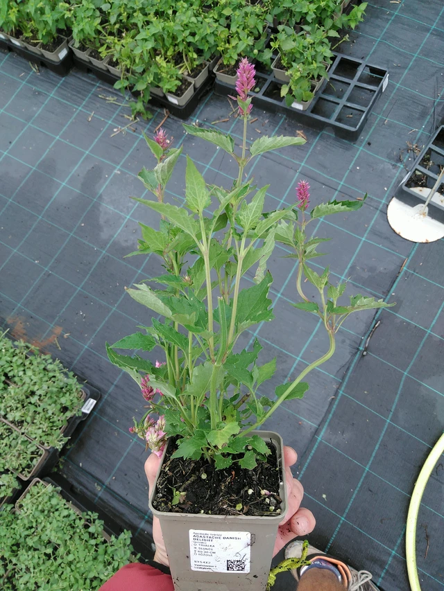 Agastache Danish Delight - 28. 7. 2025