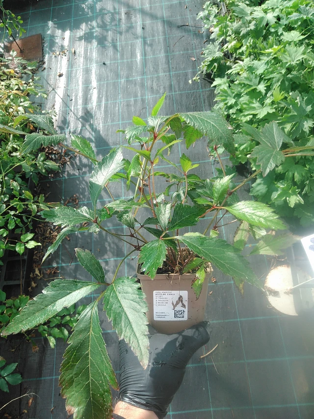 Jaloangervo Erika - 13. 10. 2025