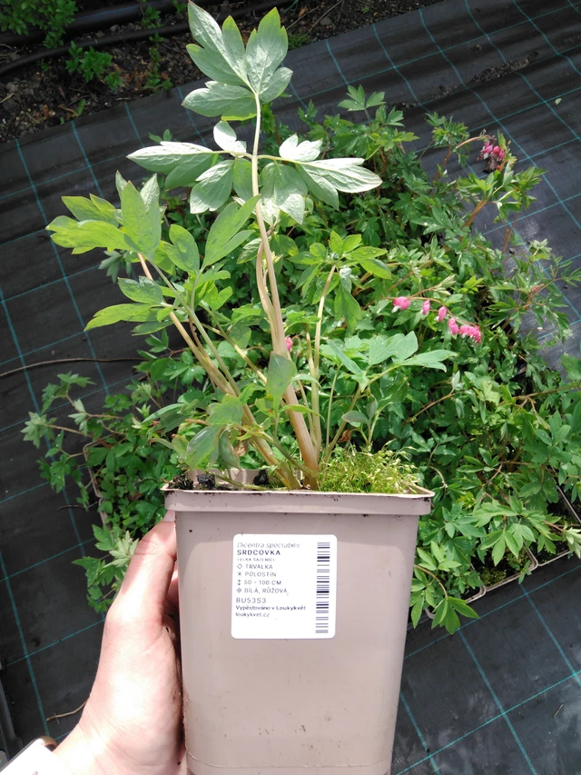 Särkynytsydän - 2024