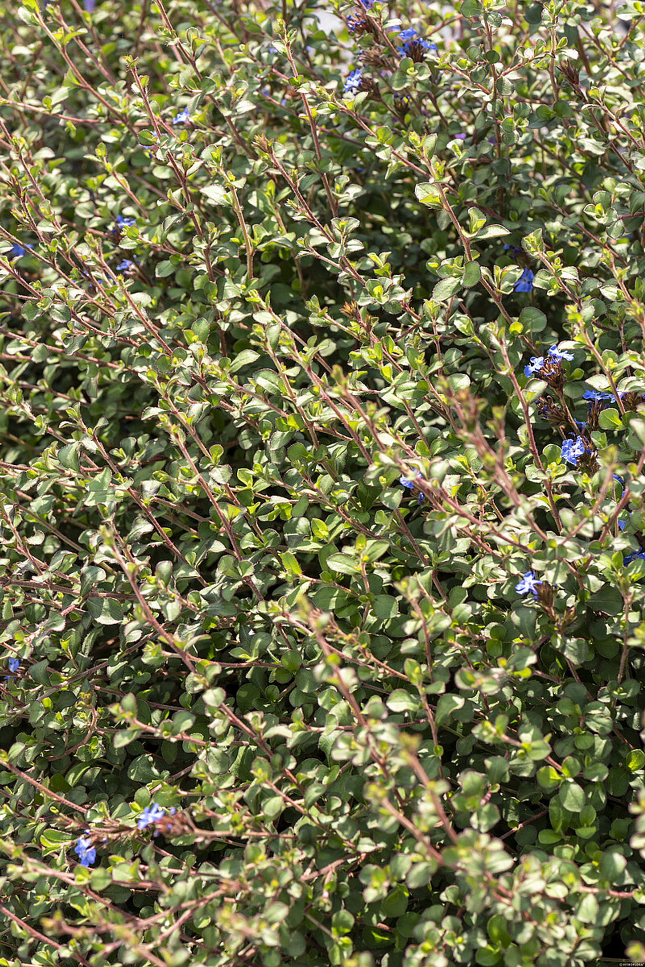 Lyijykukka, Loukykvět