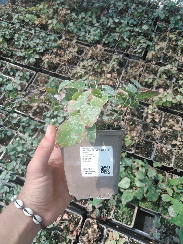 Püspöksüveg Versicolor - 11. 8. 2026