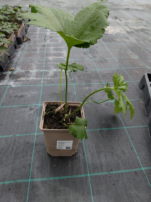 Syysvuokko Whirlwind - 10. 9. 2025