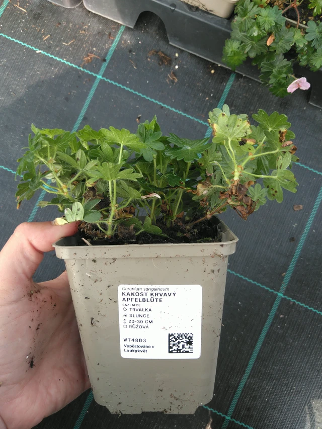 Verikurjenpolvi Apfelblüte - 11. 7. 2025