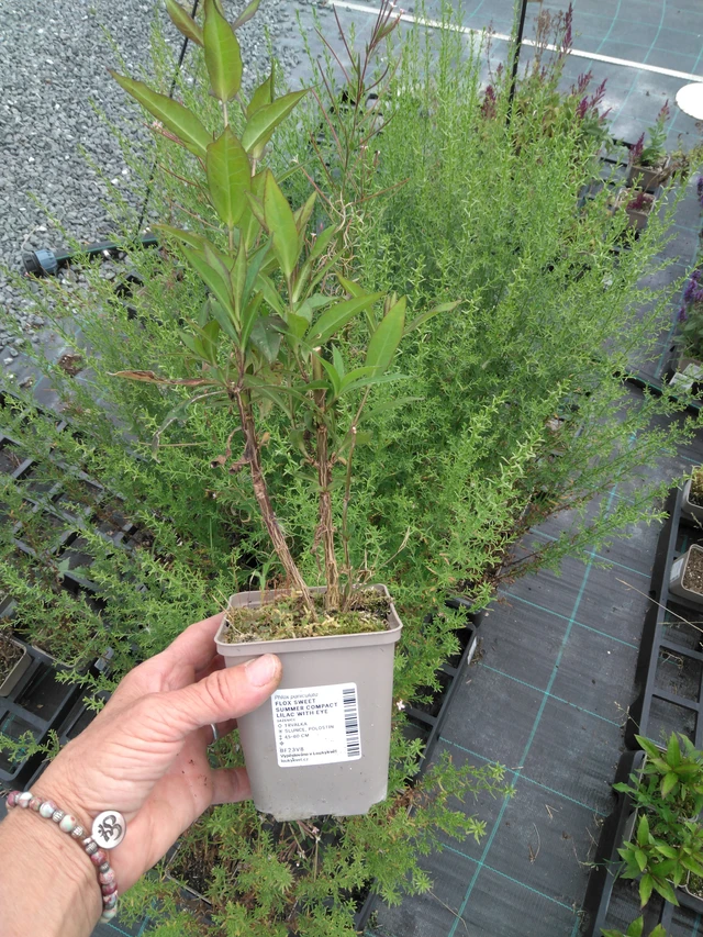 Syysleimu Sweet Summer Compact Lilac with Eye - 2024