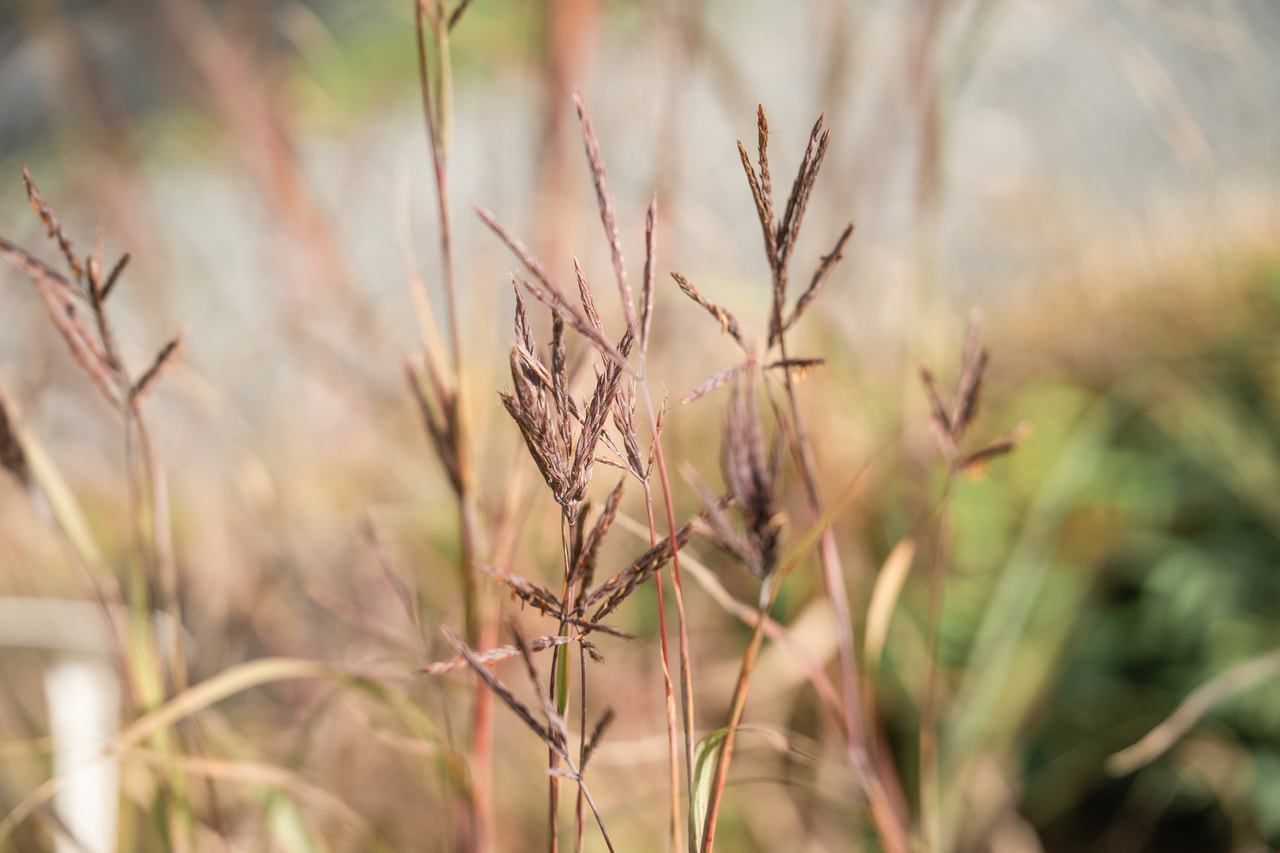 Big Bluestem JS Purple Konza, Loukykvět