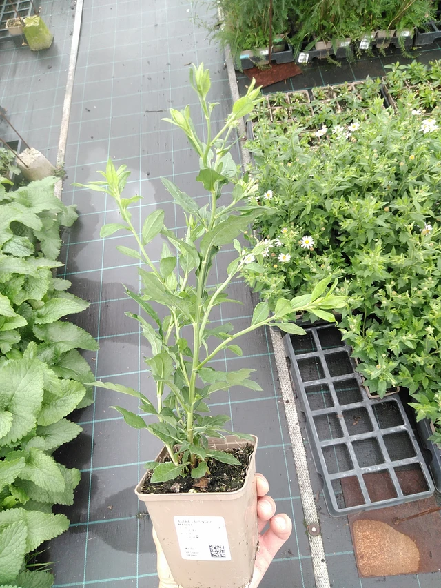 Kiinaasteri Madiva - 21. 7. 2025