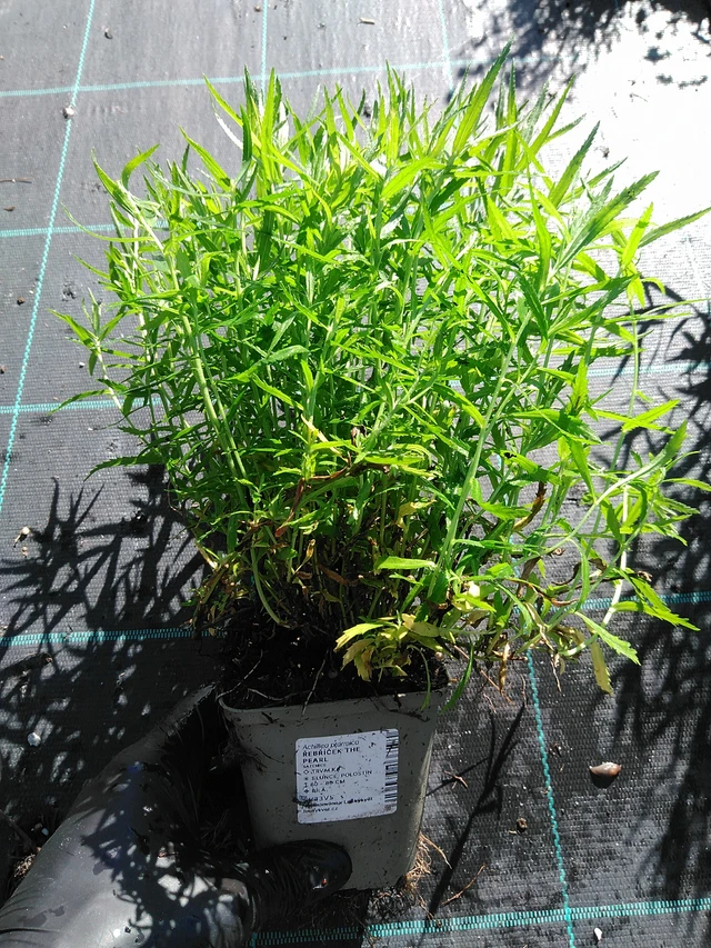 Kärsämö The Pearl - 19. 8. 2025