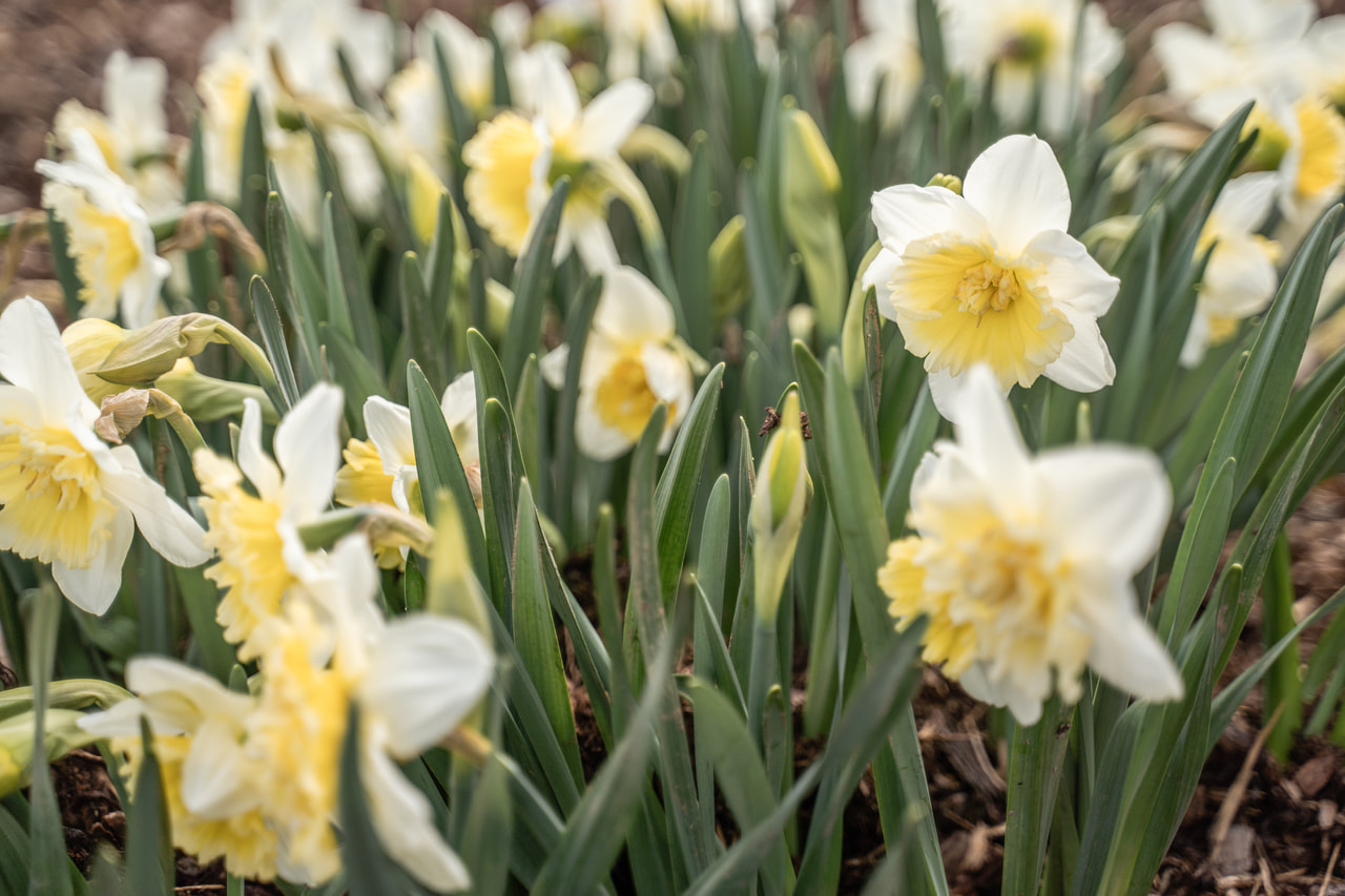 Narsissi Ice King, Loukykvět