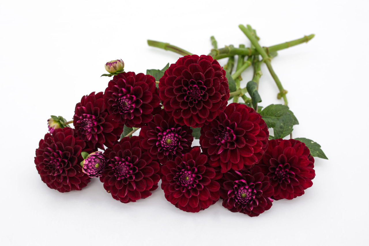 Daalia Dark Spirit, Loukykvět