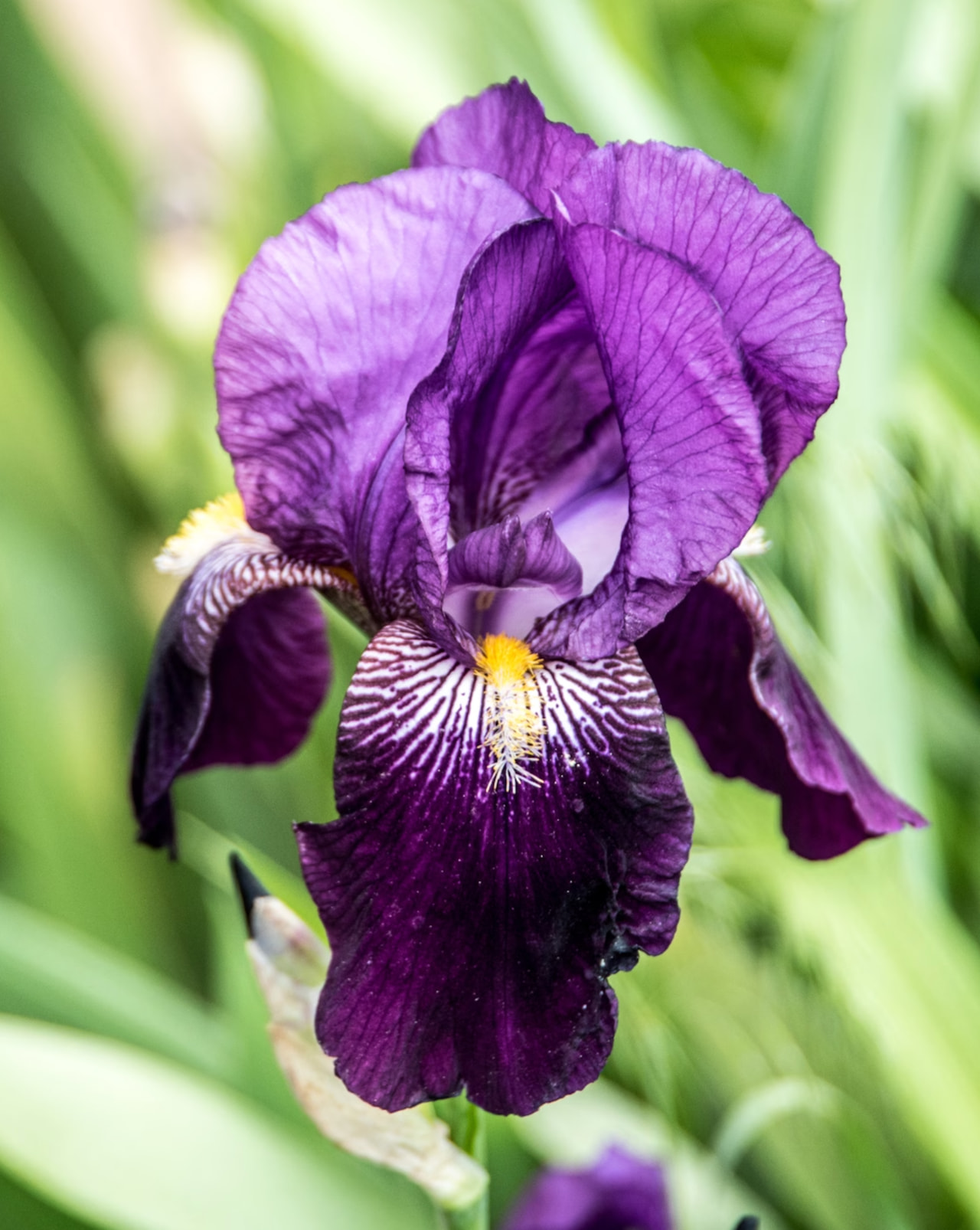 Kurjenmiekka Eleonor Roosevelt, Loukykvět