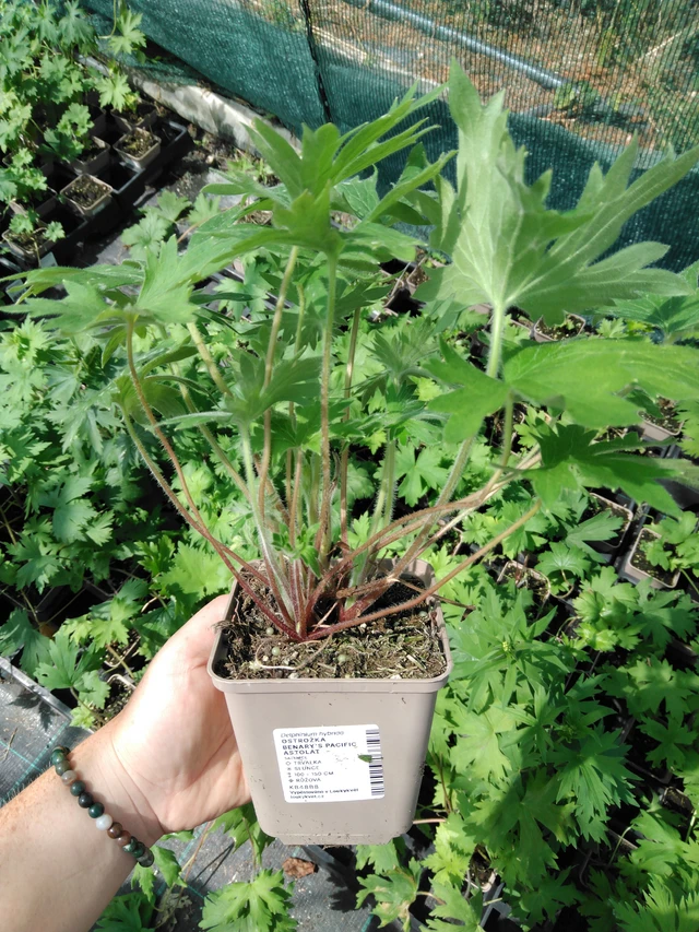 Ritarinkannus Benary’s Pacific Astolat - 2024