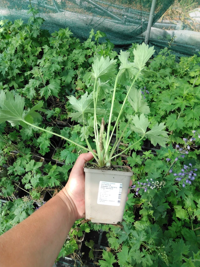 Espuela de caballero Benary’s Pacific King Arthur - 2024