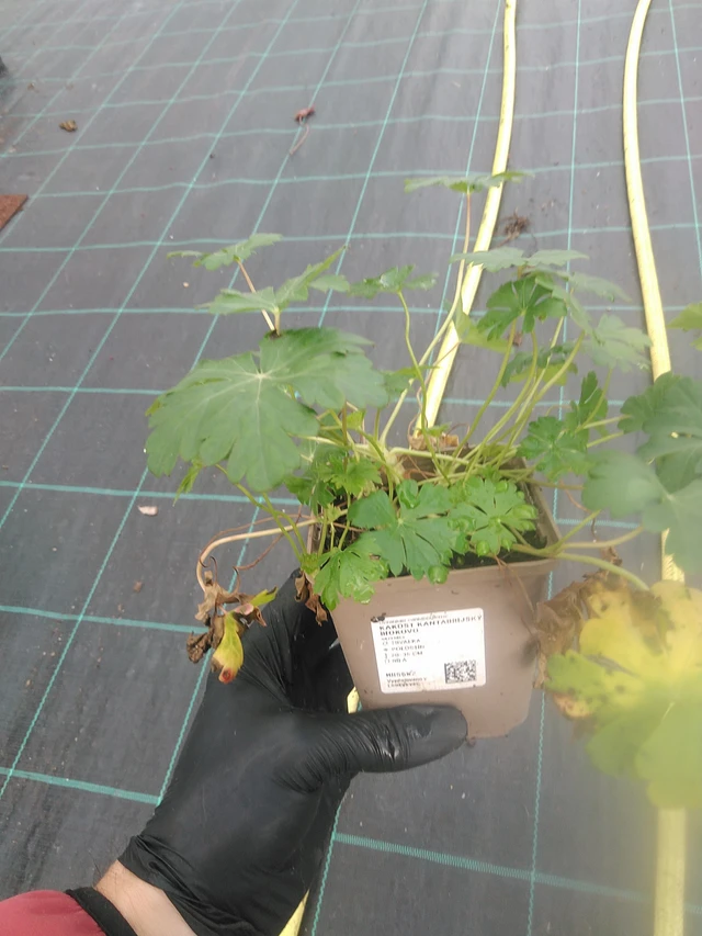 Peittokurjenpolvi Biokovo - 13. 10. 2025