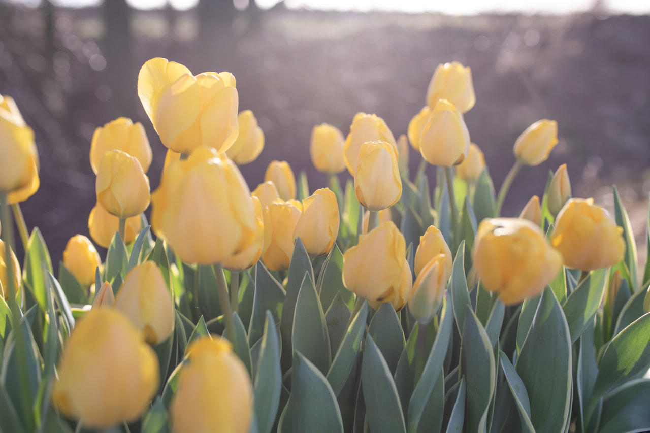 Tulppaani Jaap Groot, Loukykvět