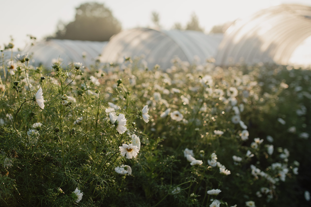 Cosmos Double Click Snow Puff, Loukykvět