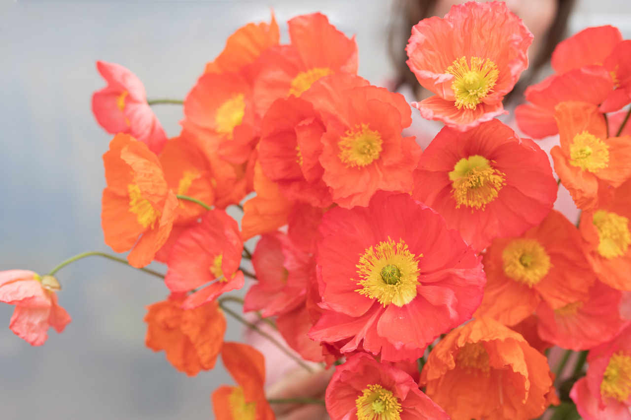 Amapola Champagne Bubbles Salmon Shades Mix, Loukykvět