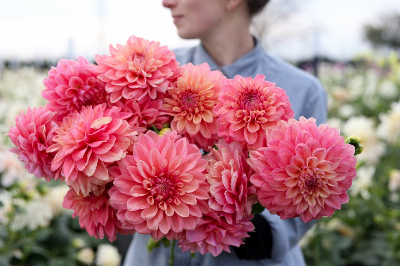 Dalia Scaur Swinton, Loukykvět