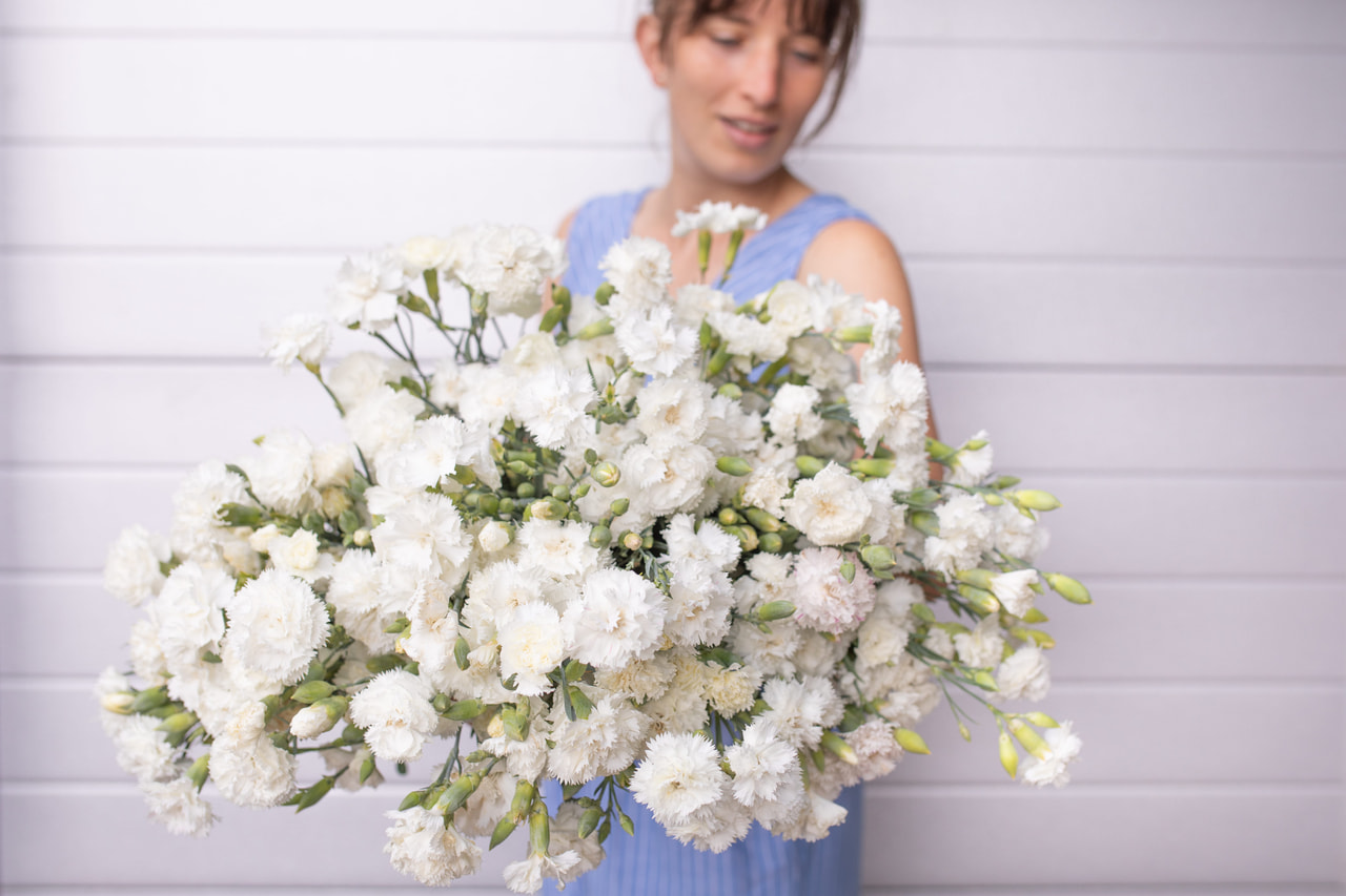 Tarhaneilikka Chabaud Jeanne Dionis, Loukykvět