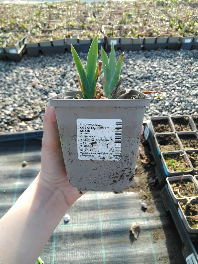 Kurjenmiekka Lovely Again - 7. 4. 2026