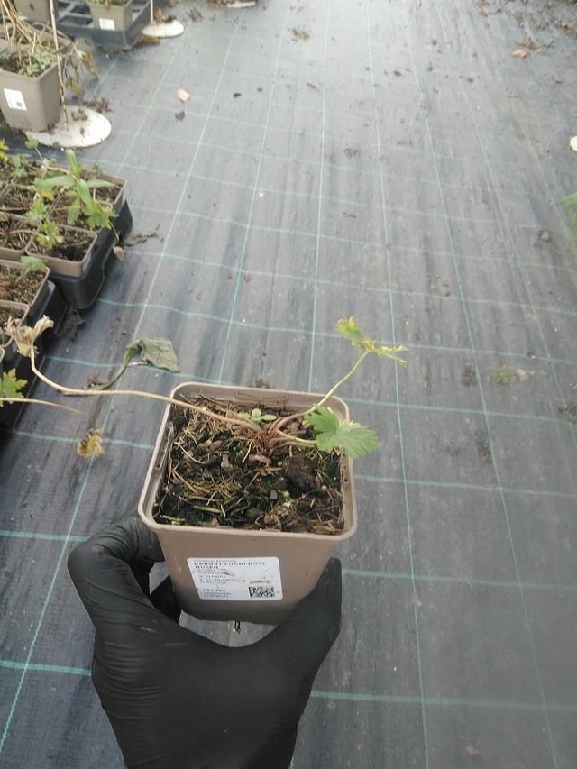 Kyläkurjenpolvi Rose Queen - 13. 10. 2025