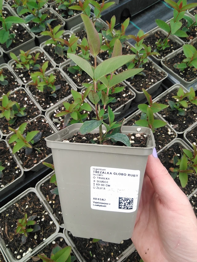 Kuisma Globo Ruby - 9. 6. 2025