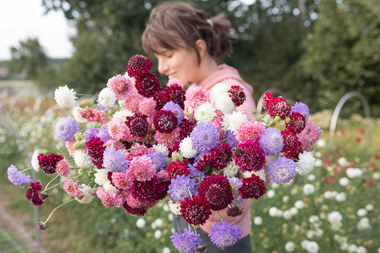 Törmäkukka Discover Mix, Loukykvět