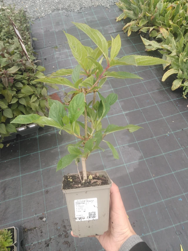 Syyshortensia Phantom - 10. 10. 2025