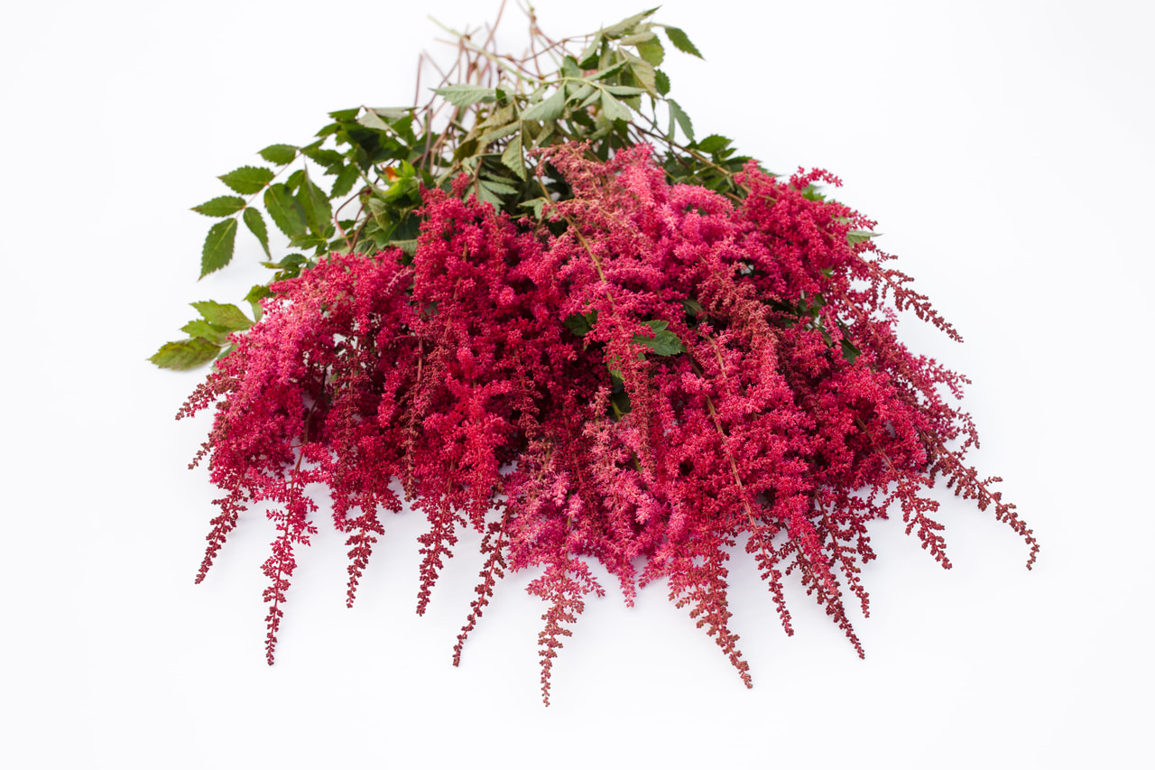 Jaloangervo Paul Gaarder, Loukykvět