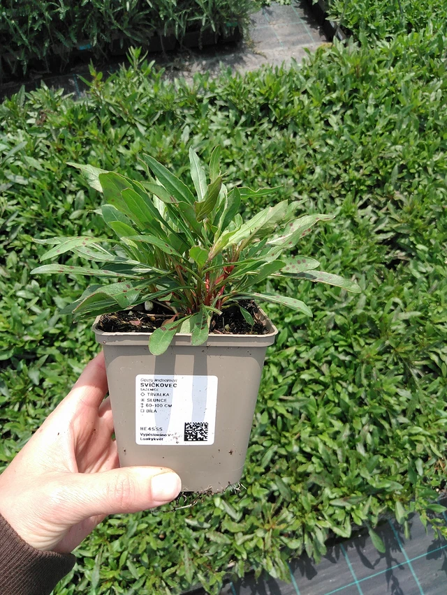 Kesäkynttilä - 9. 6. 2025