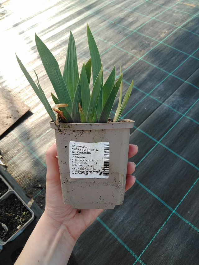 Kurjenmiekka Lent A. Williamson - 7. 4. 2026